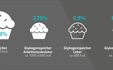 Vergleich von Energiespeichern: Fett (96,3%) und Glykogen in Muskeln (2,75%), Leber (0,9%) und Blut (0,04%).