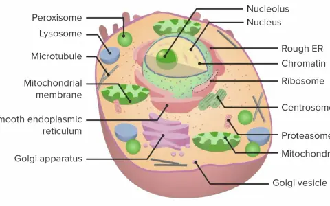 Schematische Darstellung einer eukaryoten Zelle mit Zellkern, Mitochondrien, ER und Golgi-Apparat.