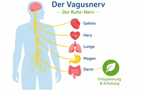 Der Vagusnerv, Teil des peripheren Nervensystems, verbindet Gehirn, Herz, Lunge, Magen und Darm für Entspannung.