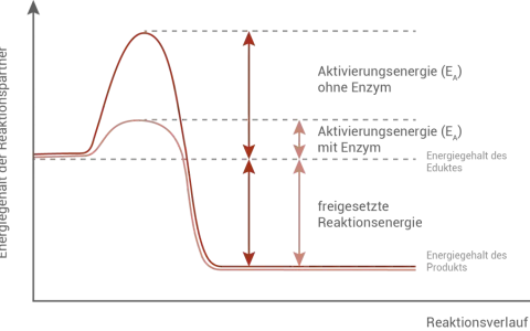 Diagramm zeigt, wie Enzyme die Aktivierungsenergie senken. Ohne Enzym ist die Aktivierungsenergie hoch, mit Enzym deutlich niedriger.