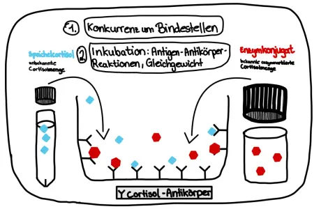 Elisa's ELISA-Test: Speichelcortisol konkurriert mit Enzymkonjugat um Antikörperbindung.