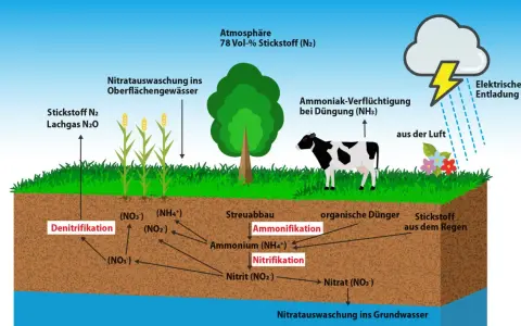Schema des Stickstoffkreislaufs: Atmosphäre, Pflanzen, Kuh, Boden mit Prozessen wie Nitrifikation und Denitrifikation, sowie Auswaschung ins Grundwasser.