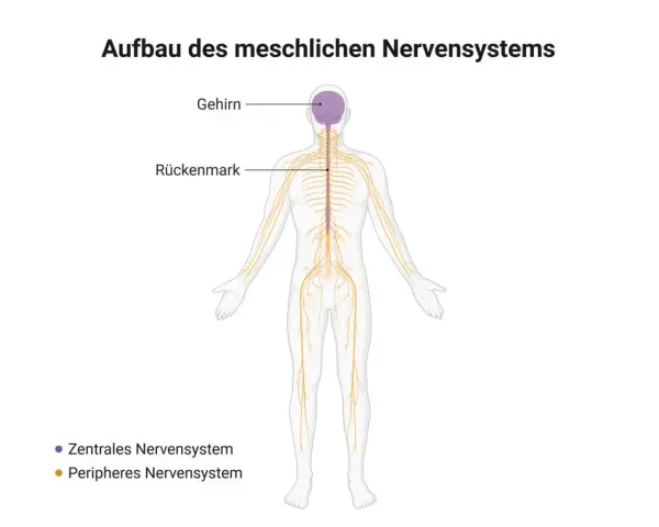 Schema des menschlichen Nervensystems: Gehirn und Rückenmark bilden das zentrale Nervensystem, das sich durch den ganzen Körper zieht.