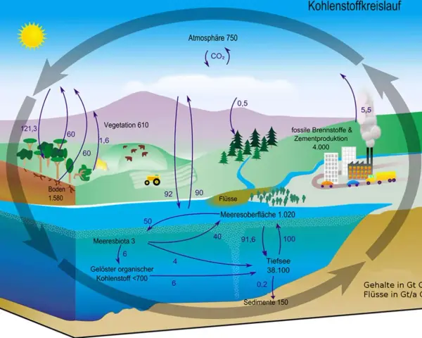 Der Kohlenstoffkreislauf zeigt, wie Kohlensäure zwischen Atmosphäre, Vegetation, Böden, Meeren und fossilen Brennstoffen zirkuliert.