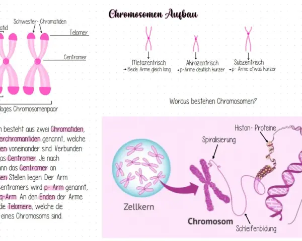 Ein männliches Chromosomenpaar mit p- und q-Armen, Centromer und Telomeren. Daneben verschiedene Chromosomenformen und die DNA-Struktur.