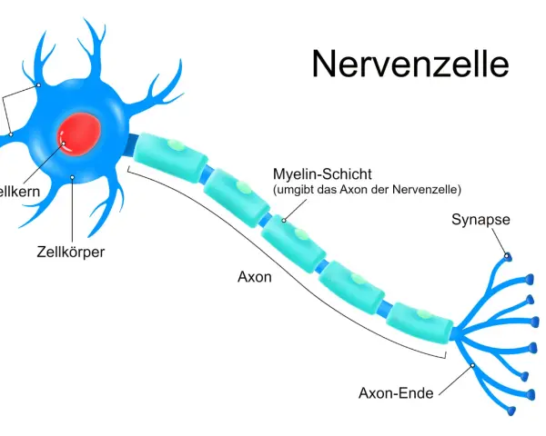 Der neuron aufbau zeigt eine Nervenzelle mit Dendriten, Zellkörper, Axon mit Myelinscheide und Synapsen.
