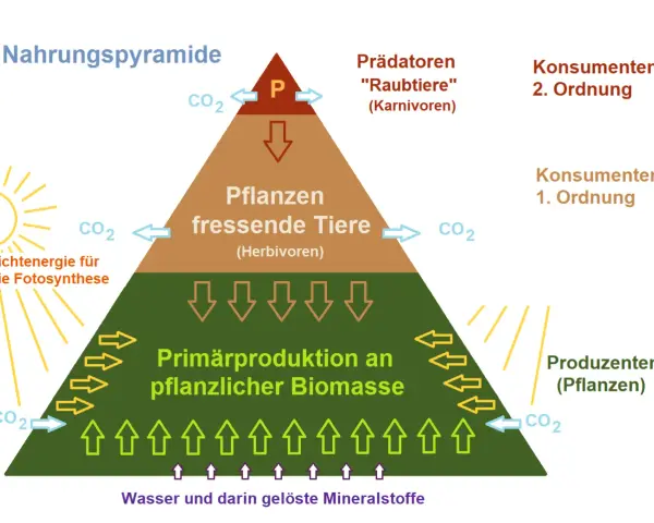 Nahrungspyramide zeigt die nahrungskette: Produzenten (Pflanzen) ernähren Pflanzenfresser (Herbivoren), die wiederum von Raubtieren (Karnivoren) gefressen werden.