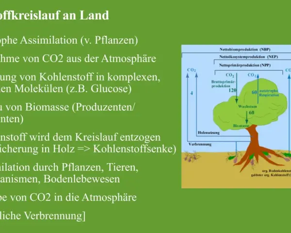 Der Kohlenstoffkreislauf: Pflanzen nehmen CO2 auf, bauen Biomasse auf und geben CO2 wieder ab.