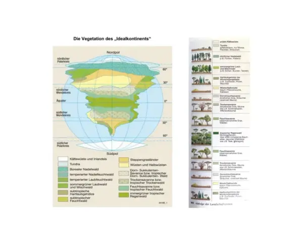 Die Vegetation des „Idealkontinents“ zeigt verschiedene Vegetationszonen, von der Tundra bis zum tropischen Regenwald.