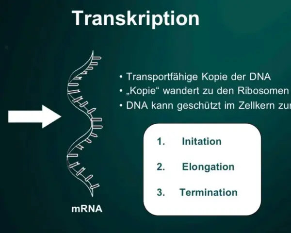 Die Transkription wandelt DNA in mRNA um, ein Schritt der Proteinbiosynthese. Die mRNA-Kopie verlässt den Zellkern zu den Ribosomen.