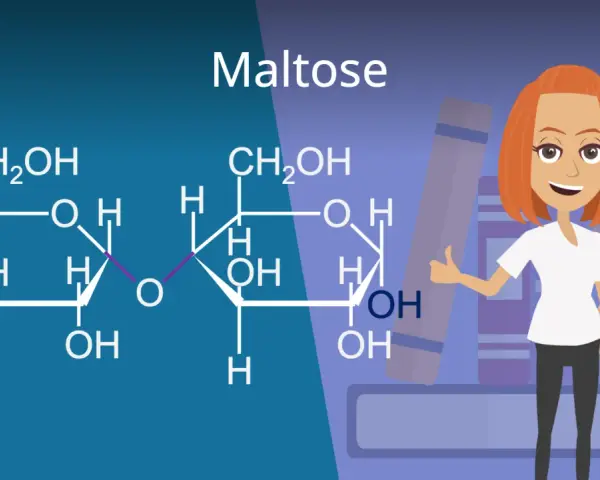 Chemische Struktur von Maltose, einem Disaccharid. Eine lächelnde Frau mit roten Haaren gibt Daumen hoch vor Bücherstapeln.