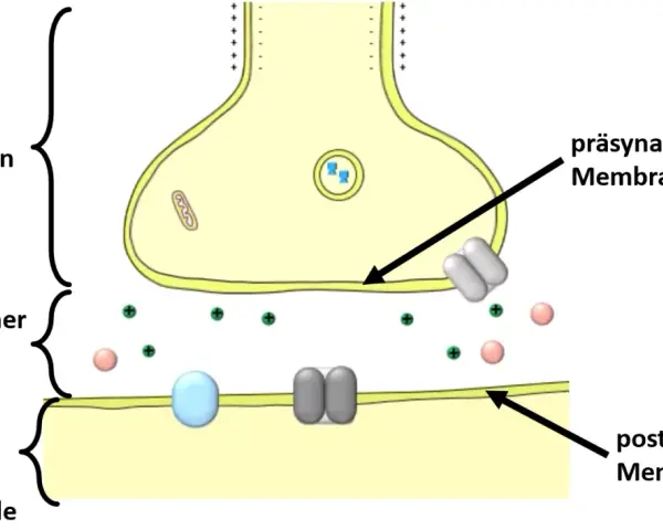 Schematische Darstellung einer Synapse: präsynaptische Membran, synaptischer Spalt und postsynaptische Membran einer Nerven-, Muskel- oder Drüsenzelle.