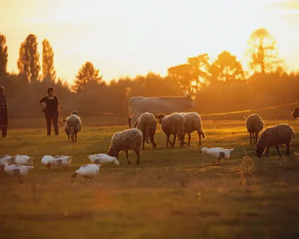 Vergleich konventionelle und ökologische Landwirtschaft im Unterricht: Unterschiede verstehen und diskutieren