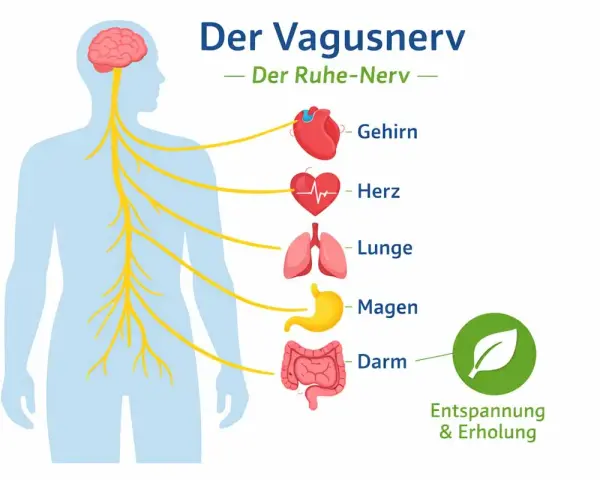 Der Vagusnerv, Teil des peripheren Nervensystems, verbindet Gehirn, Herz, Lunge, Magen und Darm für Entspannung.