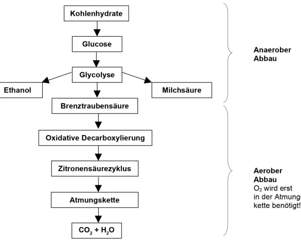 Schema des Kohlenhydratabbaus: Glykolyse führt zu Brenztraubensäure, die aerob im Zitronensäurezyklus und der Atmungskette (in den Mitochondrien) zu CO₂ und H₂O abgebaut wird.