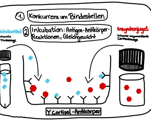 Elisa's ELISA-Test: Speichelcortisol konkurriert mit Enzymkonjugat um Antikörperbindung.