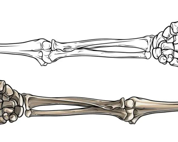 Zwei menschliche Skeletthände, eine als Umriss, die andere koloriert. Sie zeigen, wie viele Knochen ein Mensch hat, um zu greifen und zu fühlen.