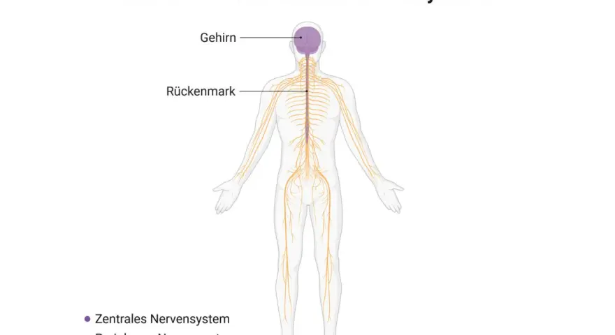 Schema des menschlichen Nervensystems: Gehirn und Rückenmark bilden das zentrale Nervensystem, das sich durch den ganzen Körper zieht.