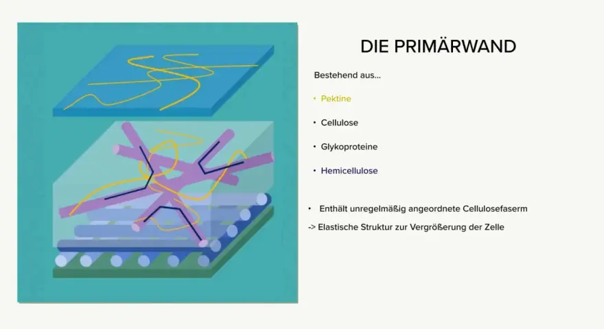Schematische Darstellung der Primärwand mit Pektinen, Glykoproteinen, Hemicellulose und unregelmäßig angeordneten Cellulosefasern für elastische Zellvergrößerung.