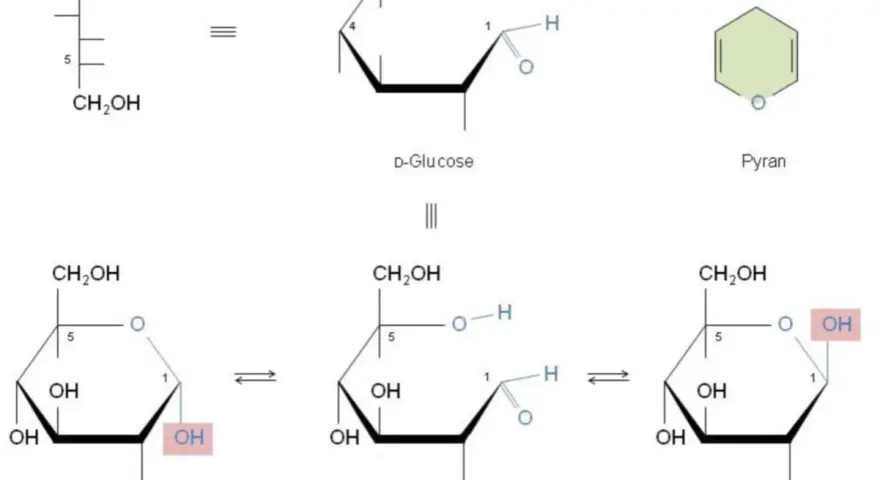 Strukturformeln von Glucose: offenkettige Form, Pyranose-Ring und die Bildung eines Halbacetals in α- und β-Form.
