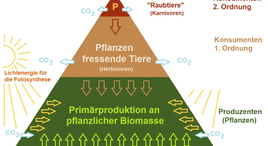 Nahrungspyramide zeigt die nahrungskette: Produzenten (Pflanzen) ernähren Pflanzenfresser (Herbivoren), die wiederum von Raubtieren (Karnivoren) gefressen werden.