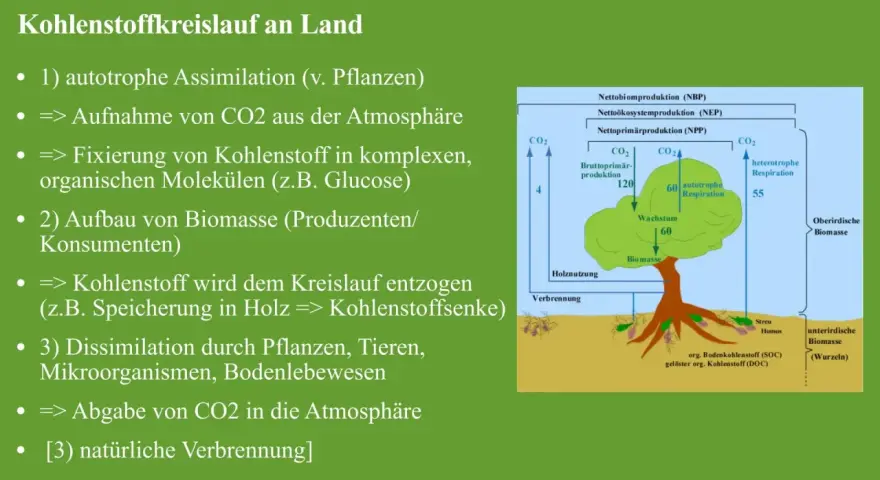 Der Kohlenstoffkreislauf: Pflanzen nehmen CO2 auf, bauen Biomasse auf und geben CO2 wieder ab.