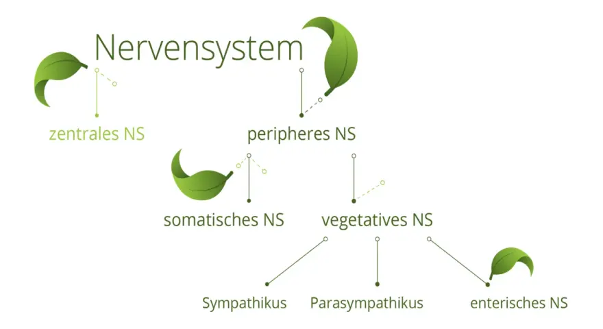 Schema des Nervensystems: zentrales, peripheres, somatisches, vegetatives und enterisches NS mit Sympathikus und Parasympathikus.