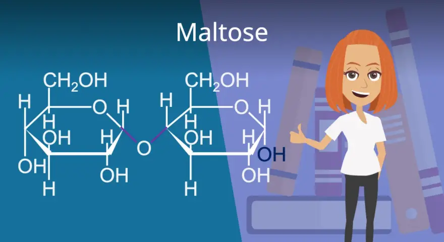 Chemische Struktur von Maltose, einem Disaccharid. Eine lächelnde Frau mit roten Haaren gibt Daumen hoch vor Bücherstapeln.