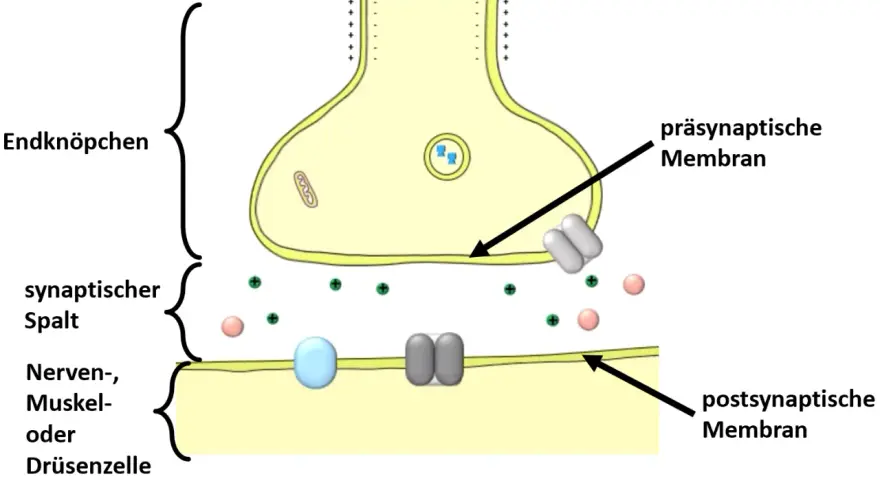 Schematische Darstellung einer Synapse: präsynaptische Membran, synaptischer Spalt und postsynaptische Membran einer Nerven-, Muskel- oder Drüsenzelle.