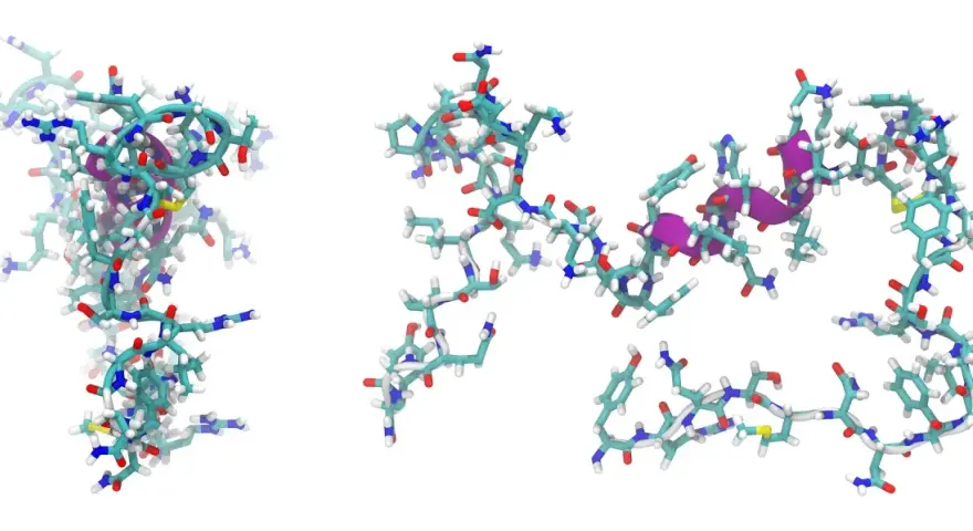 Zwei Molekülstrukturen eines Peptids, die durch Ball-und-Stab-Modelle dargestellt werden. Lila Bereiche deuten auf spezifische Interaktionen hin.