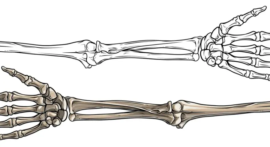 Zwei menschliche Skeletthände, eine als Umriss, die andere koloriert. Sie zeigen, wie viele Knochen ein Mensch hat, um zu greifen und zu fühlen.