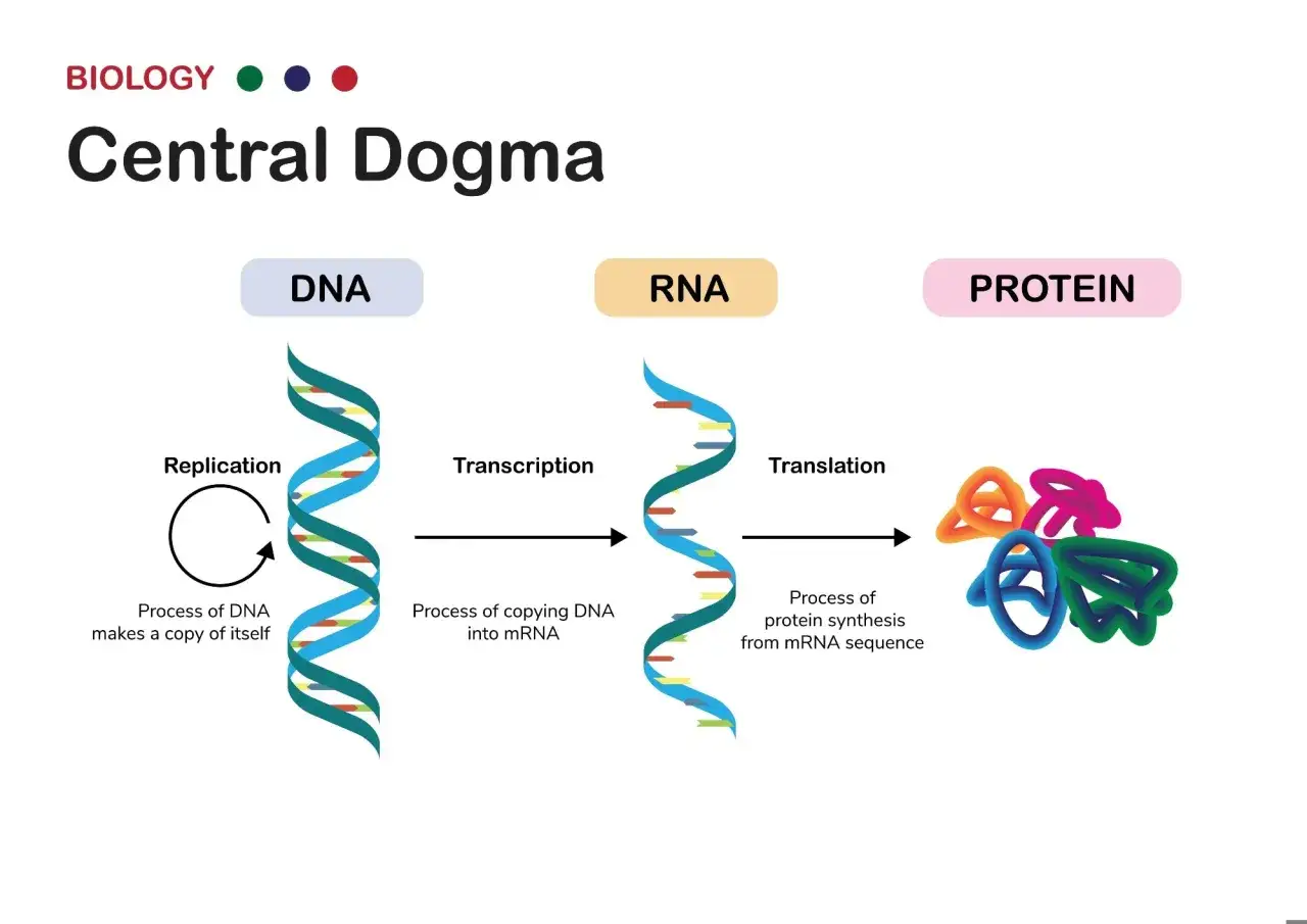Das zentrale Dogma der Biologie: DNA wird zu RNA transkribiert, die dann zur Proteinbiosynthese übersetzt wird.