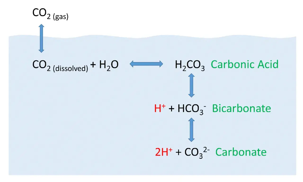 Schema zeigt, wie Kohlensäure aus gelöstem CO₂ und Wasser entsteht und sich weiter zu Bicarbonat und Carbonat aufspaltet.