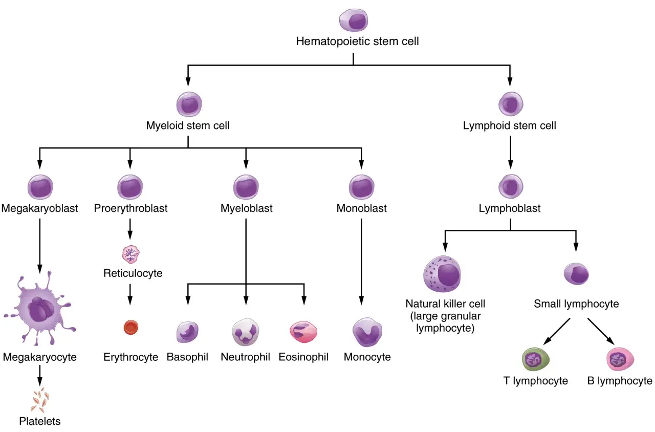 Schema der Entstehung von Blutzellen aus hämatopoetischen Stammzellen: Megakaryozyten für Blutplättchen, Erythrozyten für Sauerstofftransport und verschiedene Leukozyten.