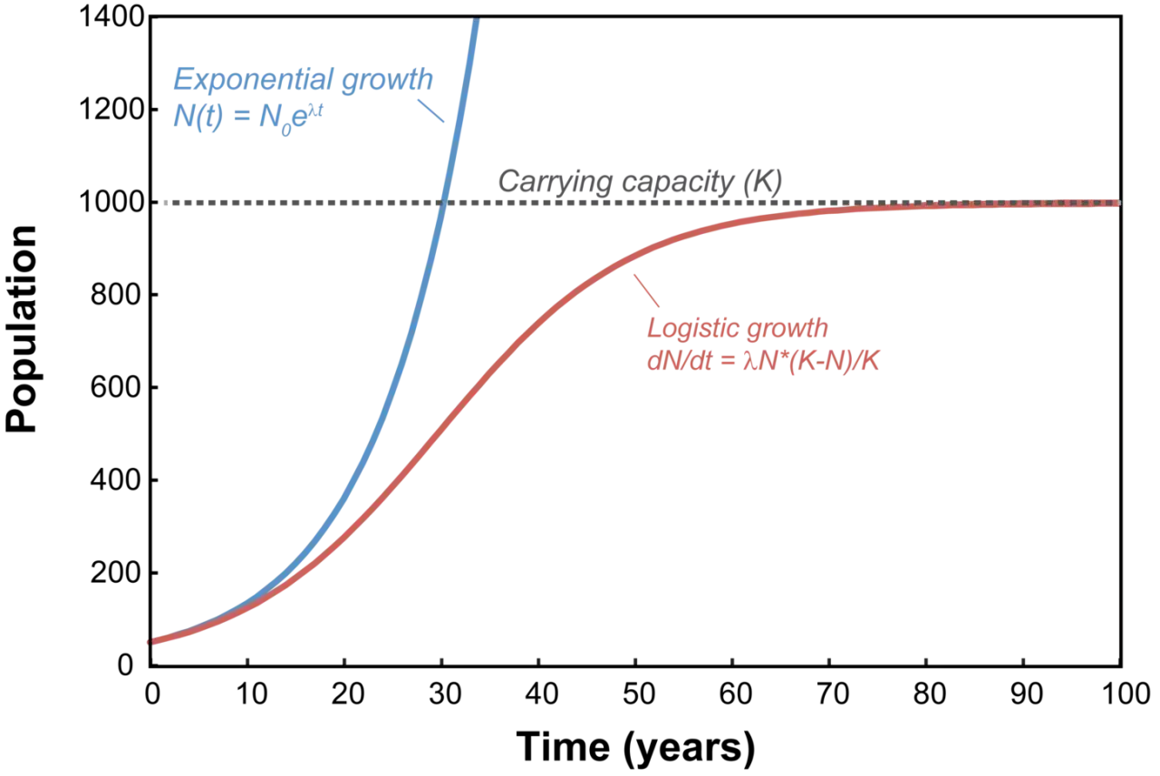 Vergleich von exponentiellem Wachstum (blaue Linie) und logistischem Wachstum (rote Linie) über die Zeit, mit Angabe der exponentiellen Funktion und der Tragfähigkeit (K).