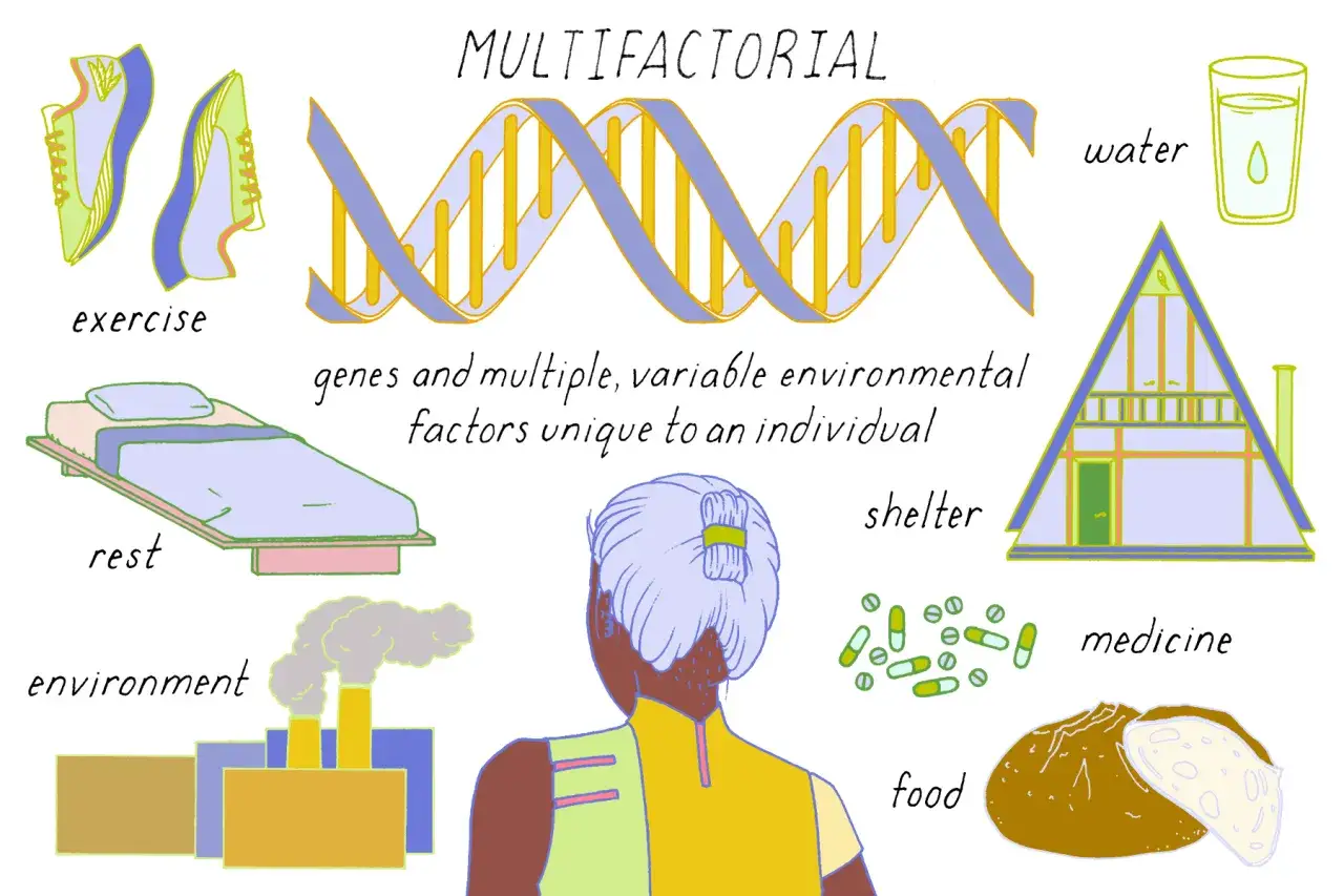 Die Grafik zeigt, wie Gene und Umweltfaktoren den individuellen Phänotyp beeinflussen. Dargestellt sind DNA, Sport, Ruhe, Umweltverschmutzung, Wasser, Unterkunft, Medizin und Nahrung.