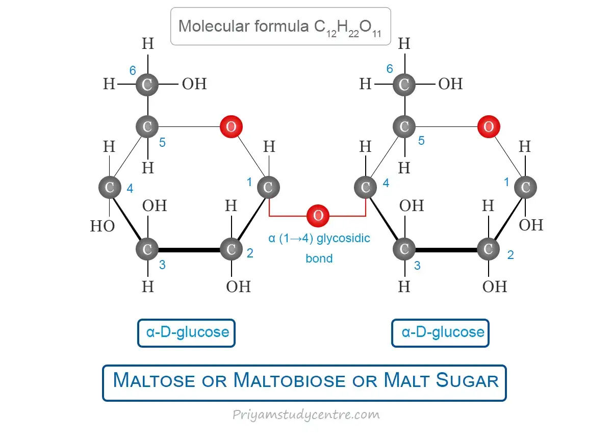 Zwei α-D-Glukose-Einheiten bilden Maltose, verbunden durch eine α-(1→4)-glykosidische Bindung.