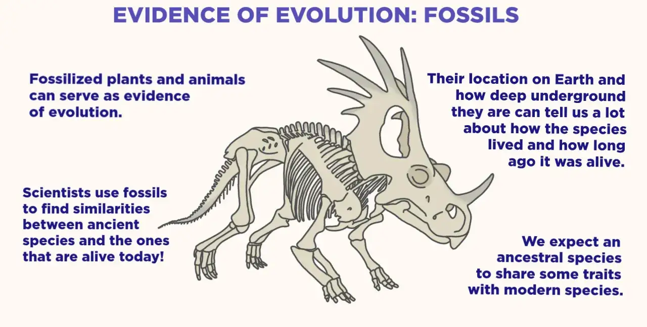 Skelett eines Dinosauriers als Beweis für die Evolution. Fossilien enthüllen die Geschichte des Lebens auf der Erde.