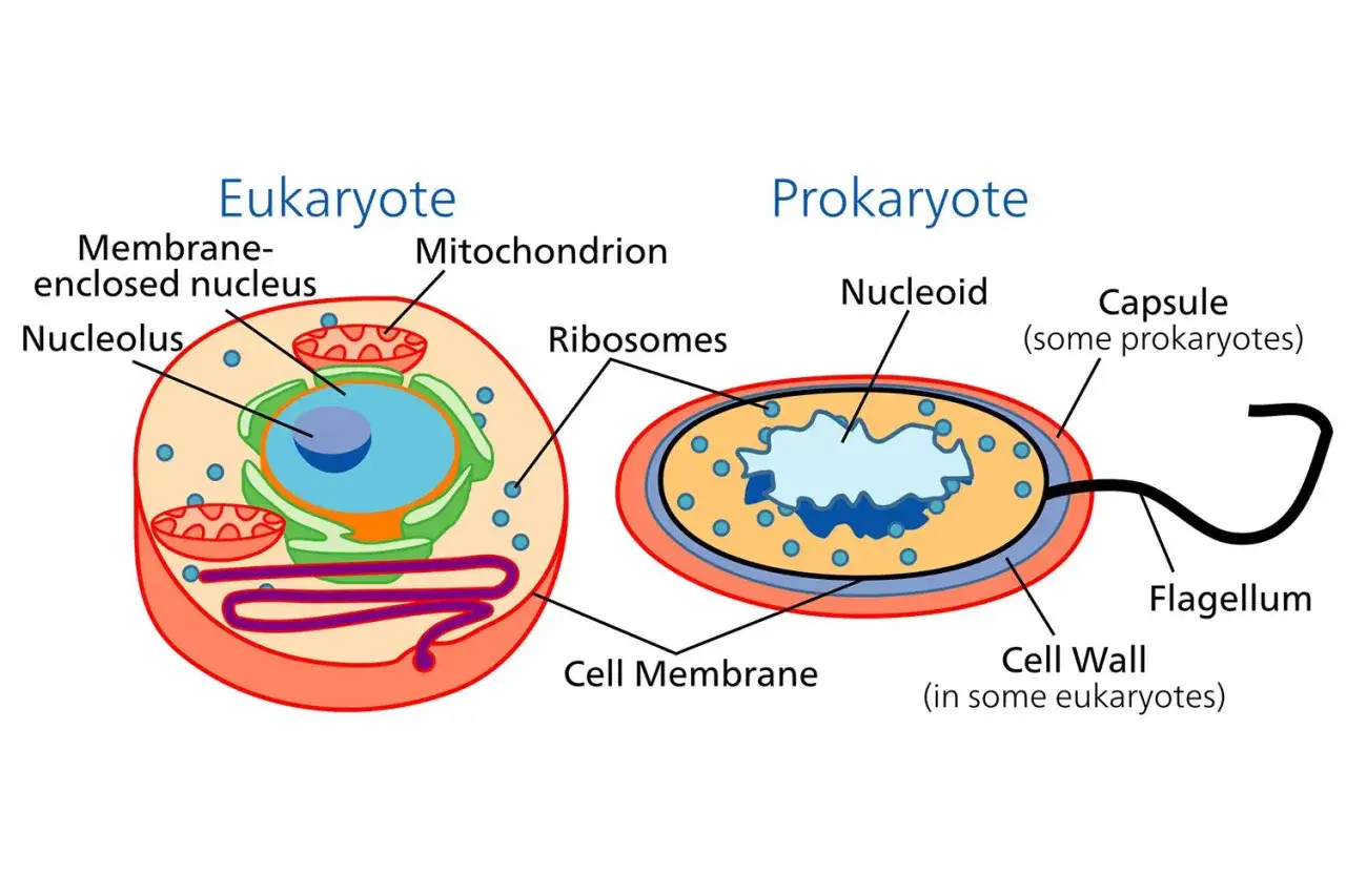 Vergleich einer Eukaryoten-Zelle mit Zellkern und Mitochondrien und einer Prokaryoten-Zelle mit Nukleoid und Flagellum.