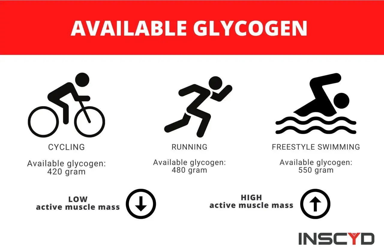 Verfügbares Glykogen für Radfahren (420g), Laufen (480g) und Schwimmen (550g). Niedrige aktive Muskelmasse vs. hohe aktive Muskelmasse.