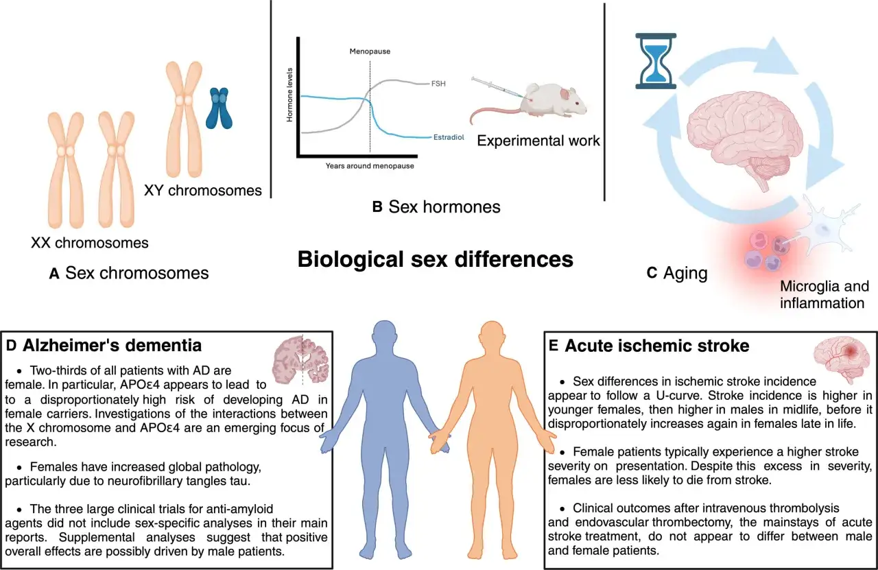 Biologische Geschlechtsunterschiede: XX/XY-Chromosomen, Sexualhormone, Alterung, Alzheimer und Schlaganfall. Ein männliches und ein weibliches Silhouettenpaar.