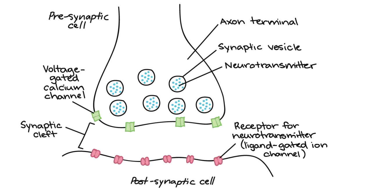 Schema einer Synapse: präsynaptische Zelle mit Vesikeln und Neurotransmittern, synaptischer Spalt, postsynaptische Zelle mit Rezeptoren.