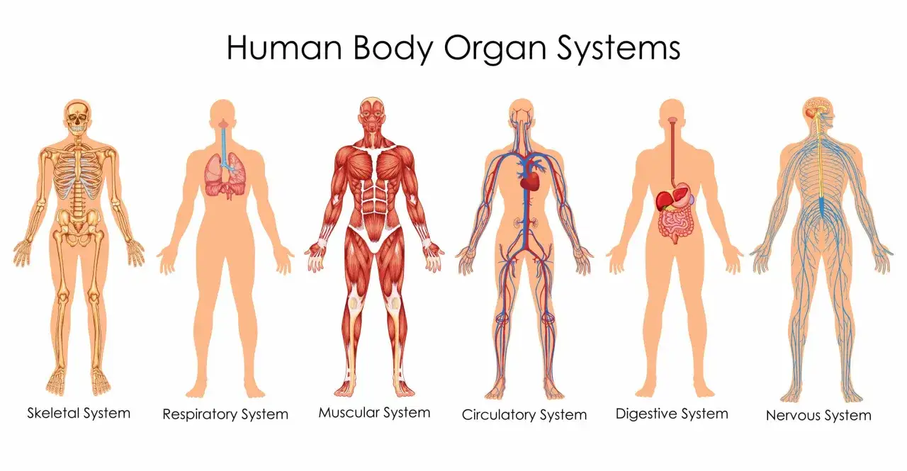 Sechs schematische Darstellungen der menschlichen Anatomie: Skelett, Atmung, Muskeln, Kreislauf, Verdauung und Nervensystem.