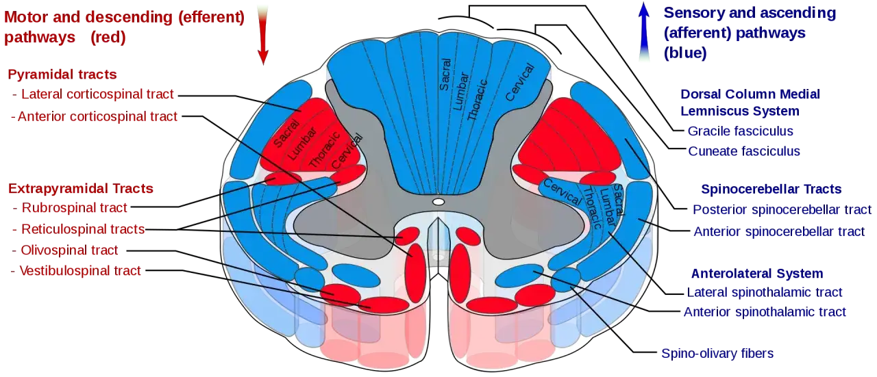 Querschnitt durch das Rückenmark mit motorischen (rot) und sensorischen (blau) Bahnen. Zeigt Pyramidenbahnen, extrapyramidale Bahnen und aufsteigende Systeme.